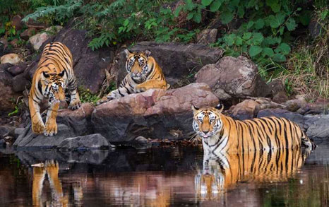 rajaji privacy policy