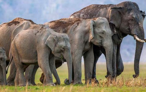 rajaji elephnats