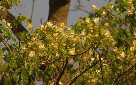 rajaji flora